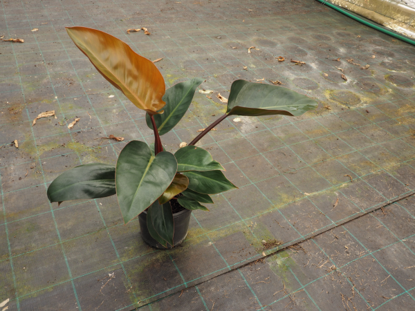 Philodendron Rojo Congo