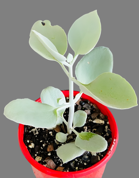Kalanchoe Bracteata (Silver Spoons)