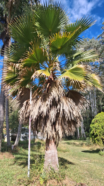 Washingtonia Robusta (Mexican Fan Palm)