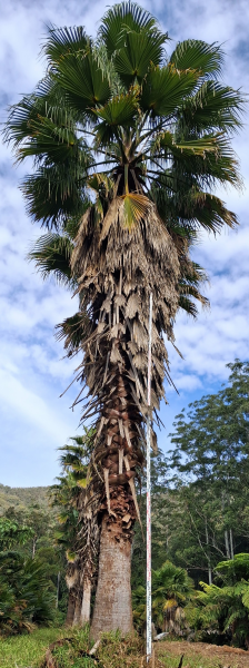 Washingtonia Robusta (Mexican Fan Palm)