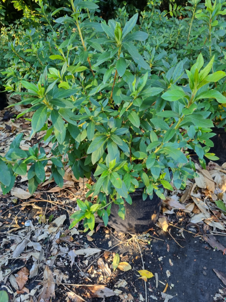 Rhododendron Simsii (Azalea Indica Alphonse Anderson)