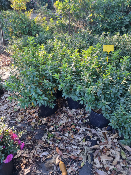 Rhododendron Simsii (Azalea Indica Alphonse Anderson)