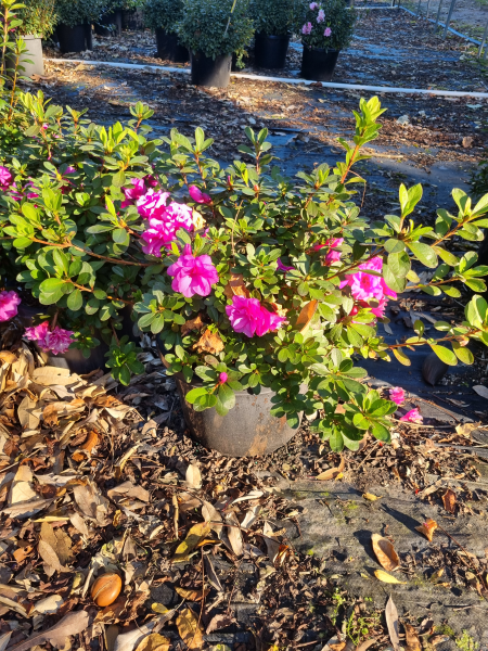 Rhododendron indicum (Happy Days Azalea)