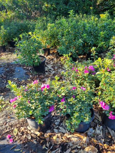 Rhododendron indicum (Happy Days Azalea)