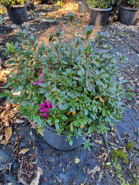 Rhododendron spp. (Ostali Azalea)