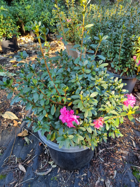Rhododendron indicum (Rose King Azalea)