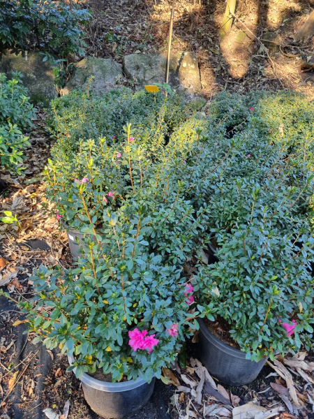 Rhododendron indicum (Rose King Azalea)