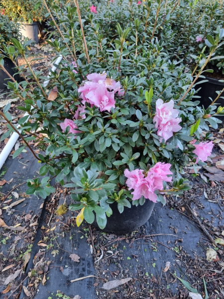 Rhododendron (Rose Queen Azalea)