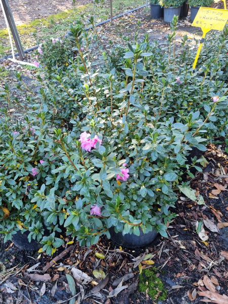 Rhododendron (Rose Queen Azalea)
