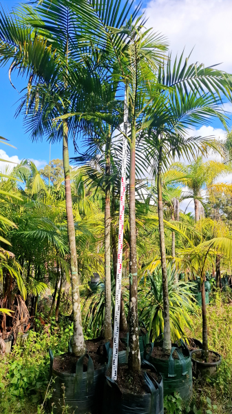Archontophoenix Cunninghamiana (Bangalow Palm)