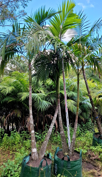 Archontophoenix cunninghamiana – Bangalow Palm (Multi Planted)