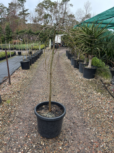 Acer Palmatum Dissectum ‘Viridis’ Standards (Green Weeping Japanese Maple)