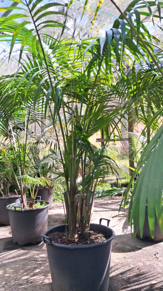 Howea Forsteriana Multi Planted (Multi Planted Kentia Palm)