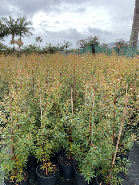 Ceratopetalum Gummiferum ‘Alberys Red’ (Alberys Red Christmas Bush)