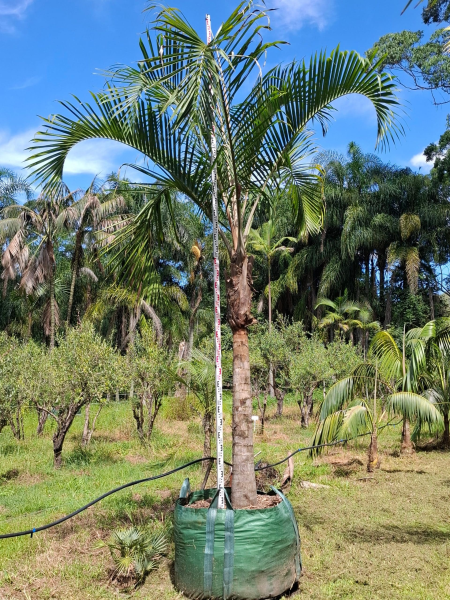 Ravenea Sambiranensis (Sambirano Palm)