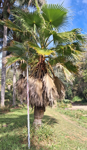 Washingtonia Robusta (Mexican Fan Palm)