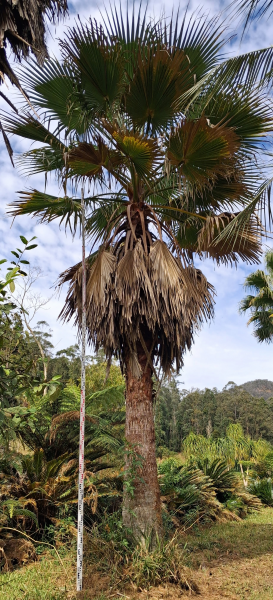 Washingtonia Robusta (Mexican Fan Palm)