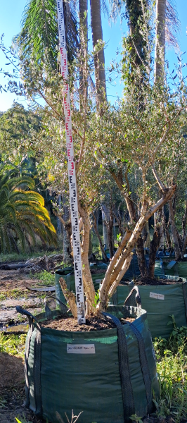 Olea Europaea (Olive Tree)