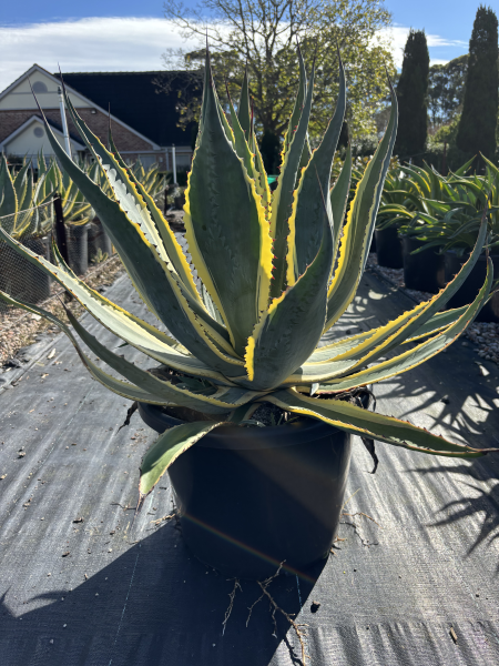 Agave americana 'Marginata' – Variegated Century Plant