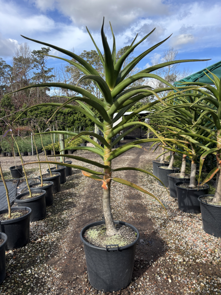 tall aloe vera like plant Aloidendron Barberae (Tree Aloe) – Tall, Vibrant Aloe with Red Flowers