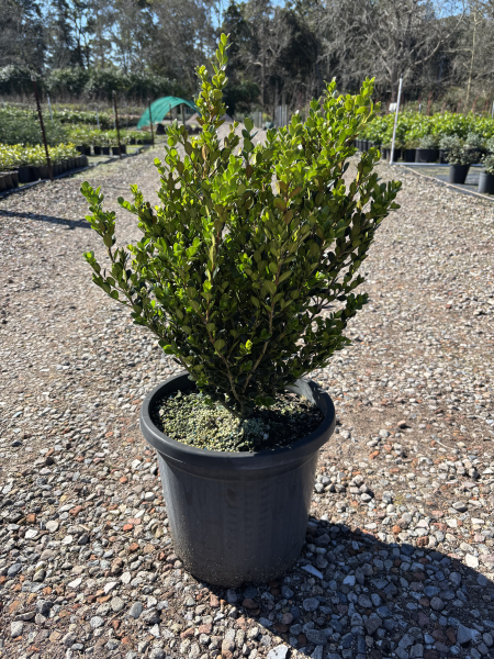Buxus Microphylla ‘Faulkner’ (Faulkner Boxwood)