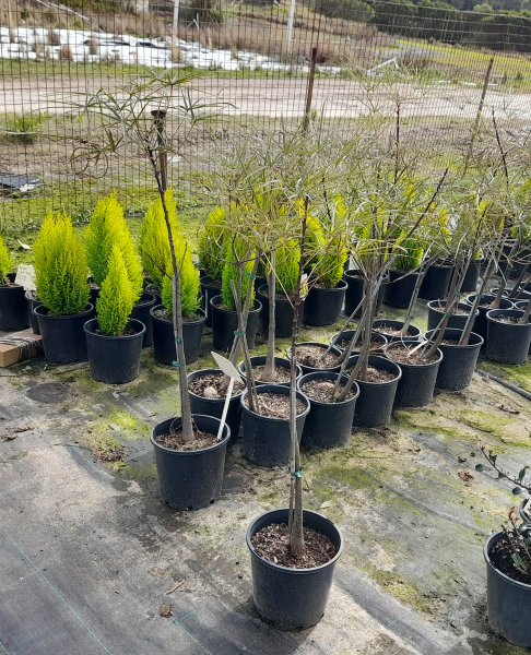 Brachychiton Rupestris (Bottle Tree)