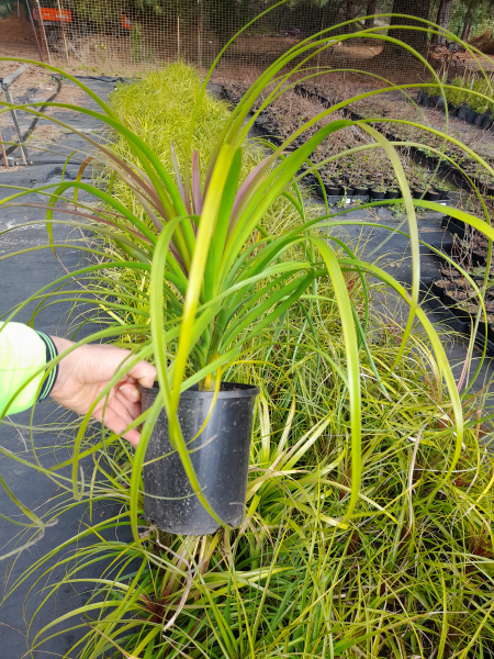 Beaucarnea Recurvata (Ponytail Palm)