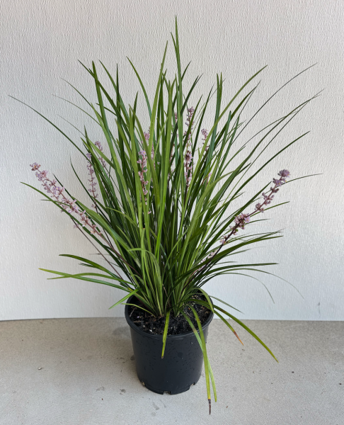 Liriope Muscari (Evergreen Giant)