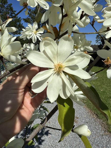 Magnolia Inspiration (Syn. Michelia)