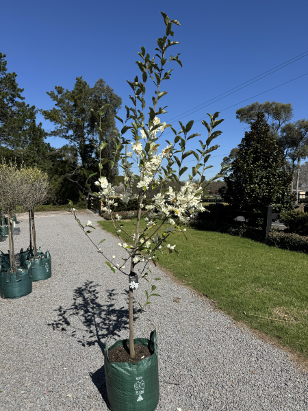 Magnolia Inspiration (Syn. Michelia)