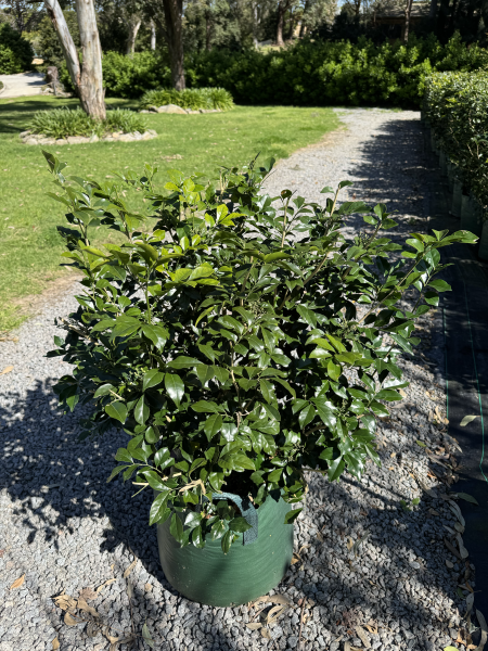 Murraya Paniculata (Orange Jasmine)