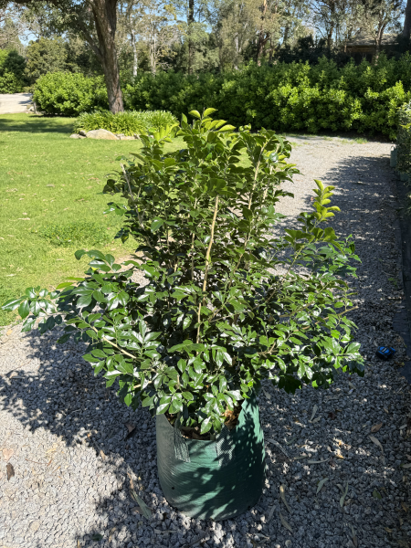 Murraya Paniculata (Orange Jasmine)
