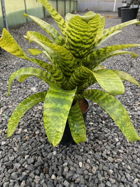 Vriesea Hieroglyphica (King Of Bromeliads)