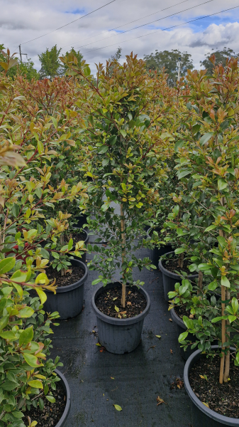 Syzygium australe ‘Backyard Bliss’ (Magenta Lilly Pilly)