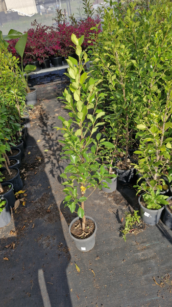 Ficus Microcarpa Hillii 'Flash' - Standard
