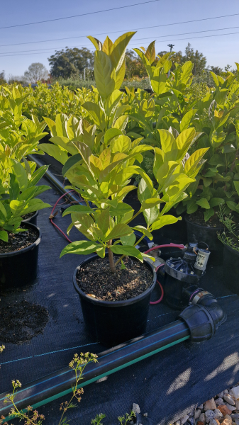 Viburnum Odoratissimum 'Emerald Jewel'