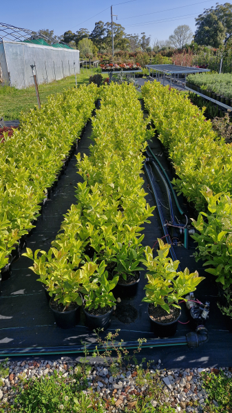 Viburnum Odoratissimum 'Emerald Jewel'