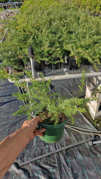 Juniperus Conferta (Shore Juniper)