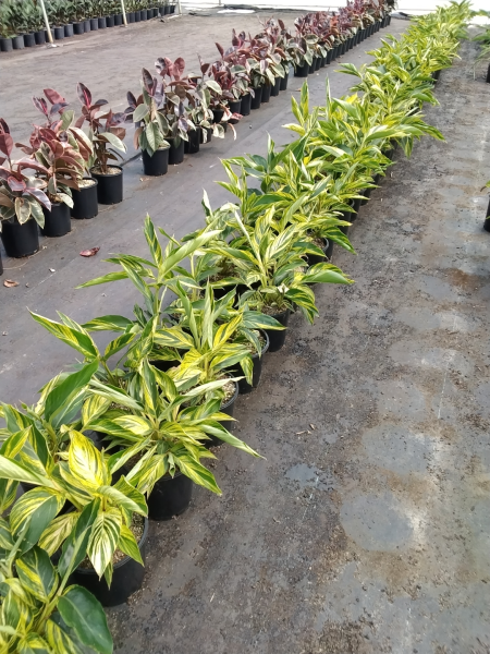 Alpinia Zerumbet 'Variegata' (Variegated Shell Ginger)
