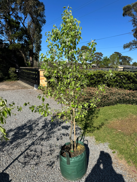 Pyrus Nivalis (Snow Pear)