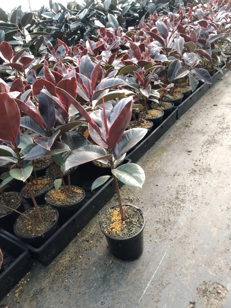 Ficus Elastica 'Ruby' (Ruby Rubber Plant)