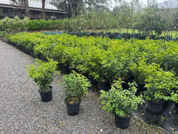 Murraya Paniculata (Orange Jasmine)