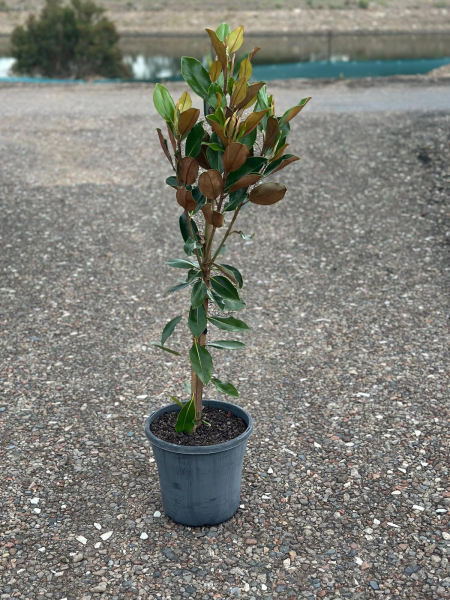 Magnolia Grandiflora 'Little Gem'