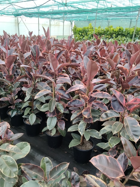 Ficus Elastica 'Ruby' (Ruby Rubber Plant)