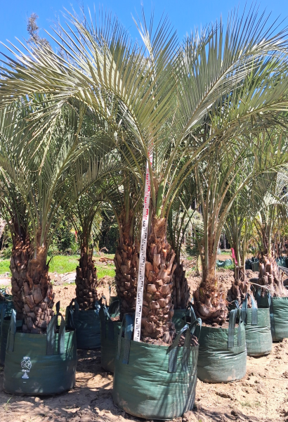 Butia Capitata (Jelly Palm / Pindo Palm)