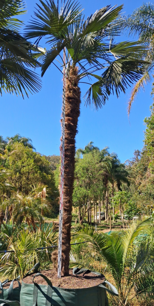 Trachycarpus Fortunei (Windmill Palm / Chusan Palm)