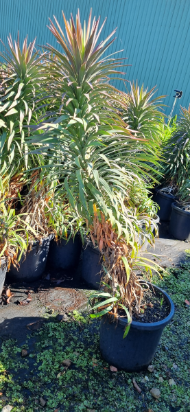 Yucca desmetiana ‘Spellbound’ (Soft Leaved Yucca)