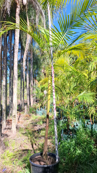 Archontophoenix Cunninghamiana (Bangalow Palm)