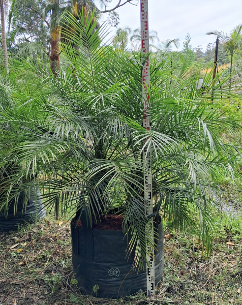 Phoenix Roebelenii Multi Planted (Multi Pygmy Date Palm)