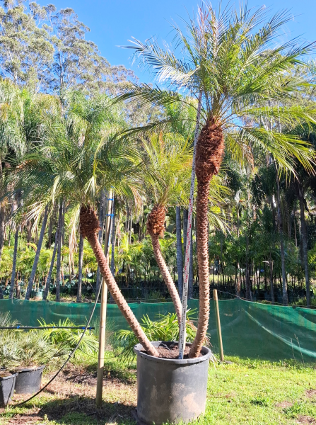Phoenix Roebelenii Multi Planted (Multi Pygmy Date Palm)